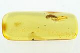 Detailed Fossil Click Beetle (Elateridae) in Baltic Amber #272693-1
